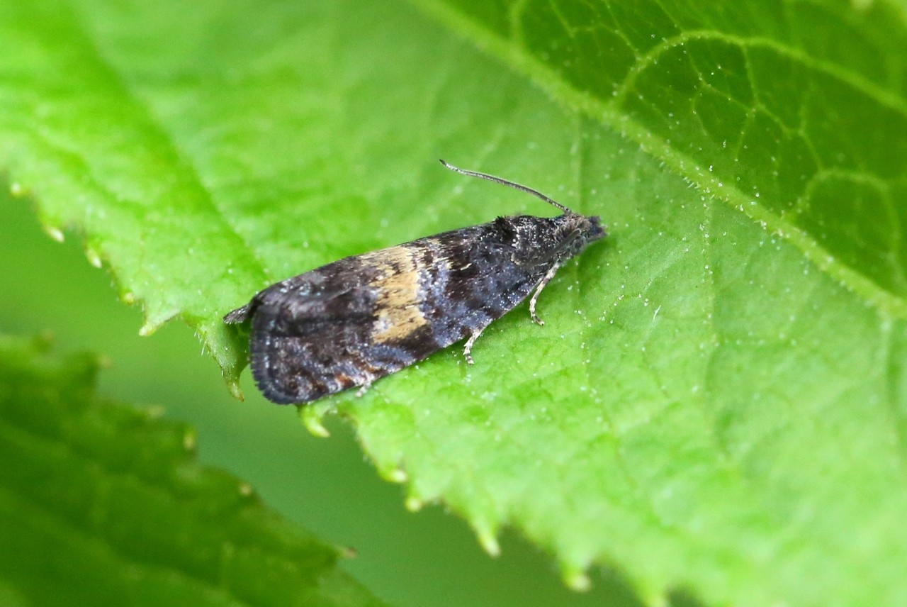 Endothenia nigricostana (Haworth, 1811)