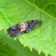 Endothenia nigricostana (Haworth, 1811)