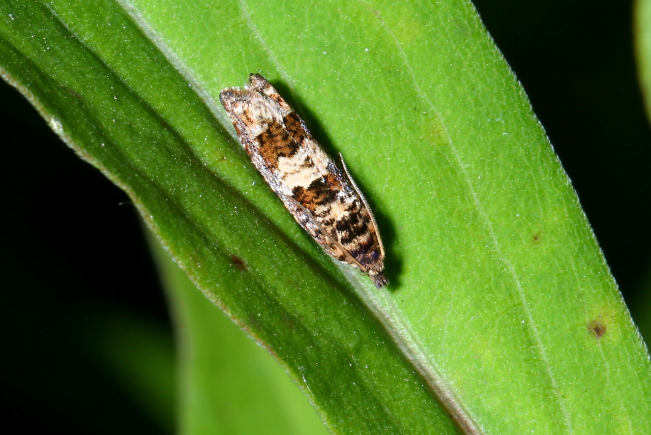 Epiblema costipunctana (Haworth, 1811) 