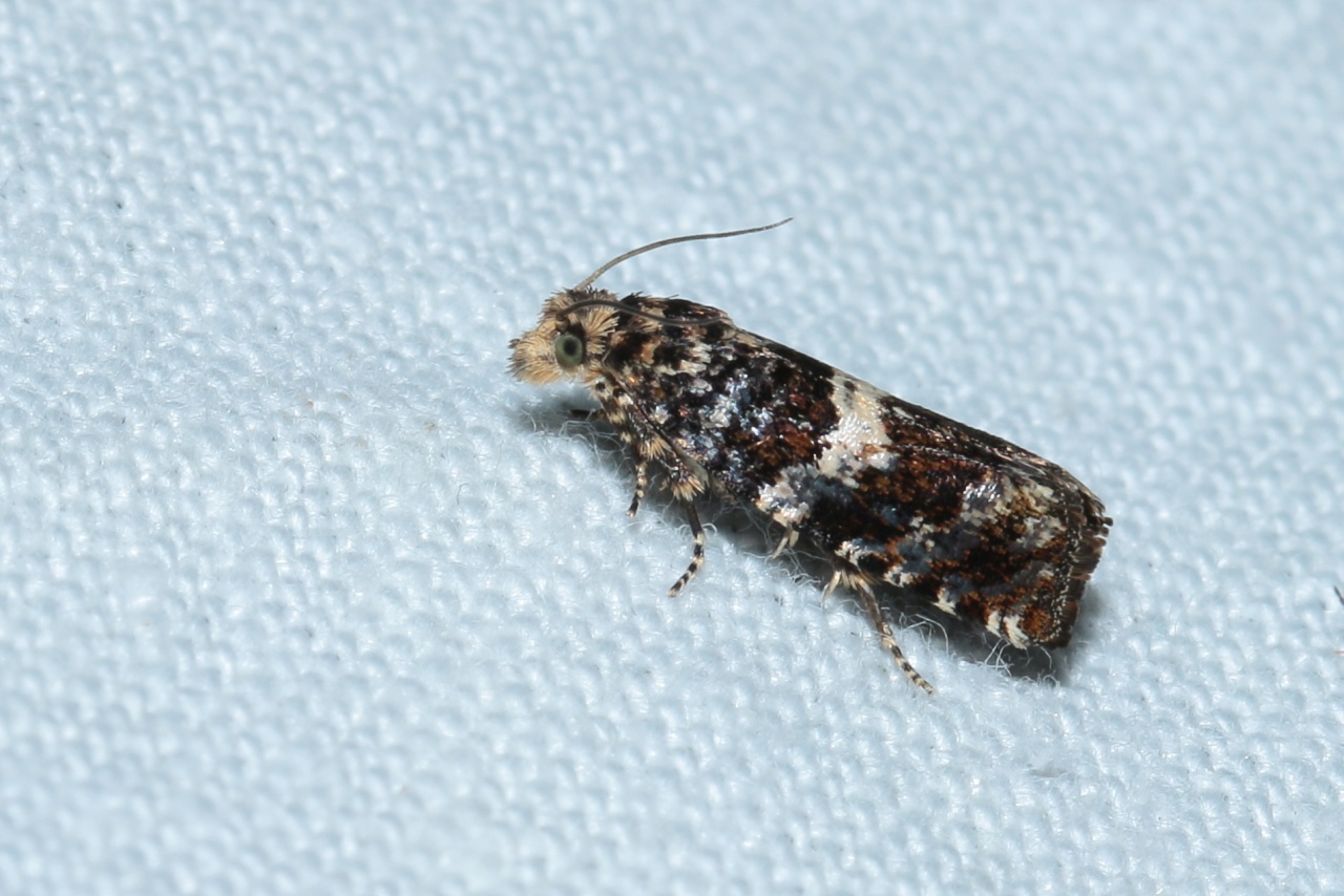 Epiblema costipunctana (Haworth, 1811)