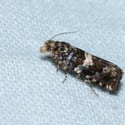 Epiblema costipunctana (Haworth, 1811)