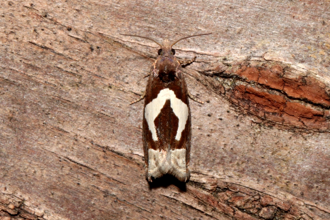 Epiblema foenella (Linnaeus, 1758) - Tordeuse du foin