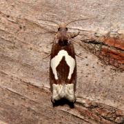 Epiblema foenella (Linnaeus, 1758) - Tordeuse du foin