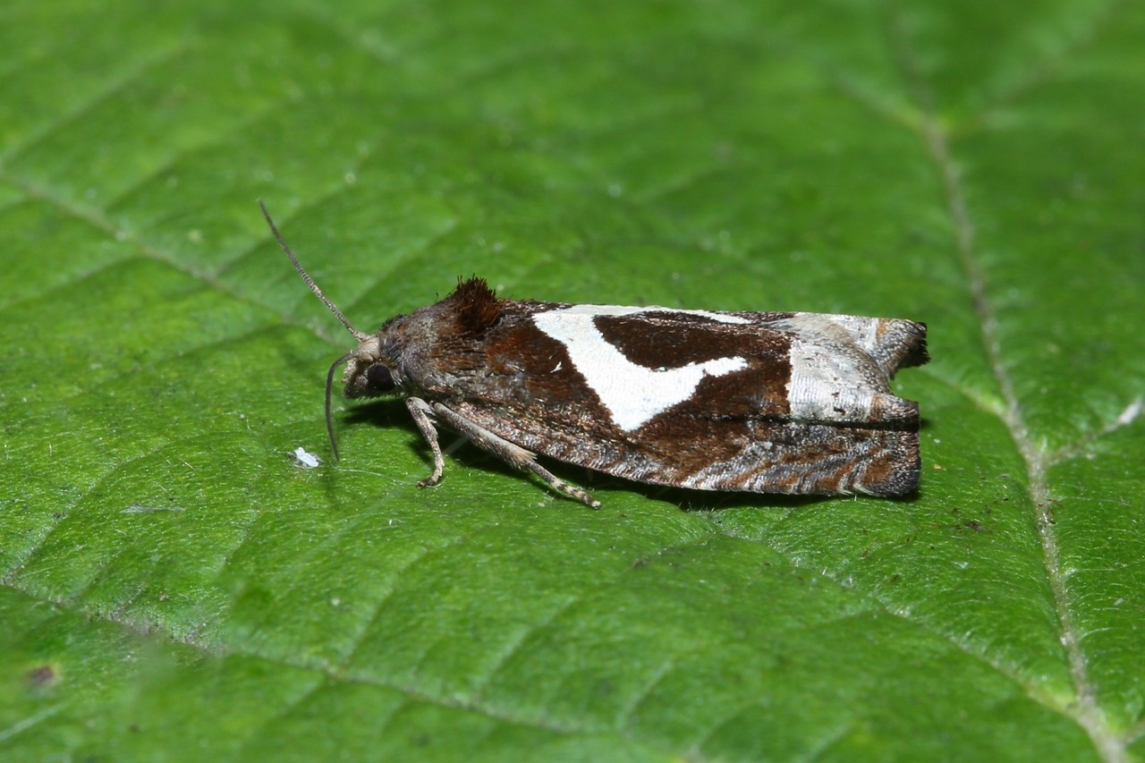 Epiblema foenella (Linnaeus, 1758) - Tordeuse du foin