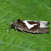 Epiblema foenella (Linnaeus, 1758) - Tordeuse du foin