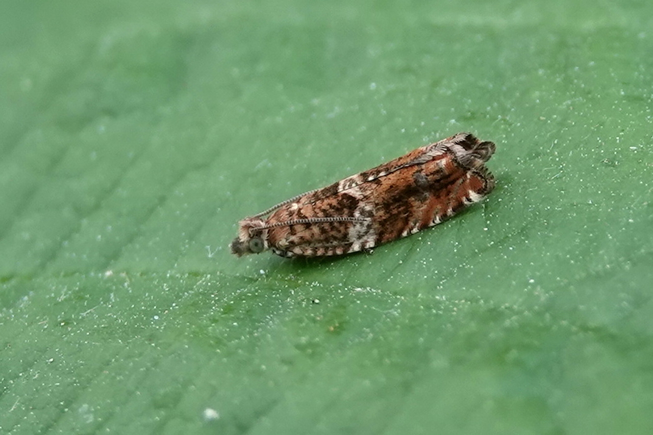 Epinotia abbreviana (Fabricius, 1794)