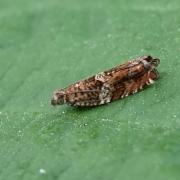 Epinotia abbreviana (Fabricius, 1794)