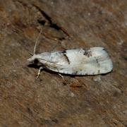 Epinotia bilunana (Haworth, 1811)