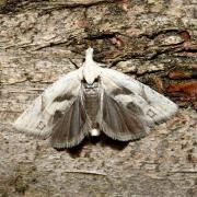 Epinotia bilunana (Haworth, 1811) 