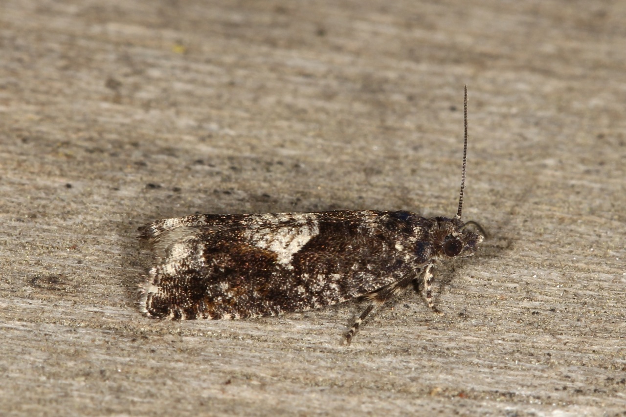 Epinotia immundana (Fischer von Röslerstamm, 1839)