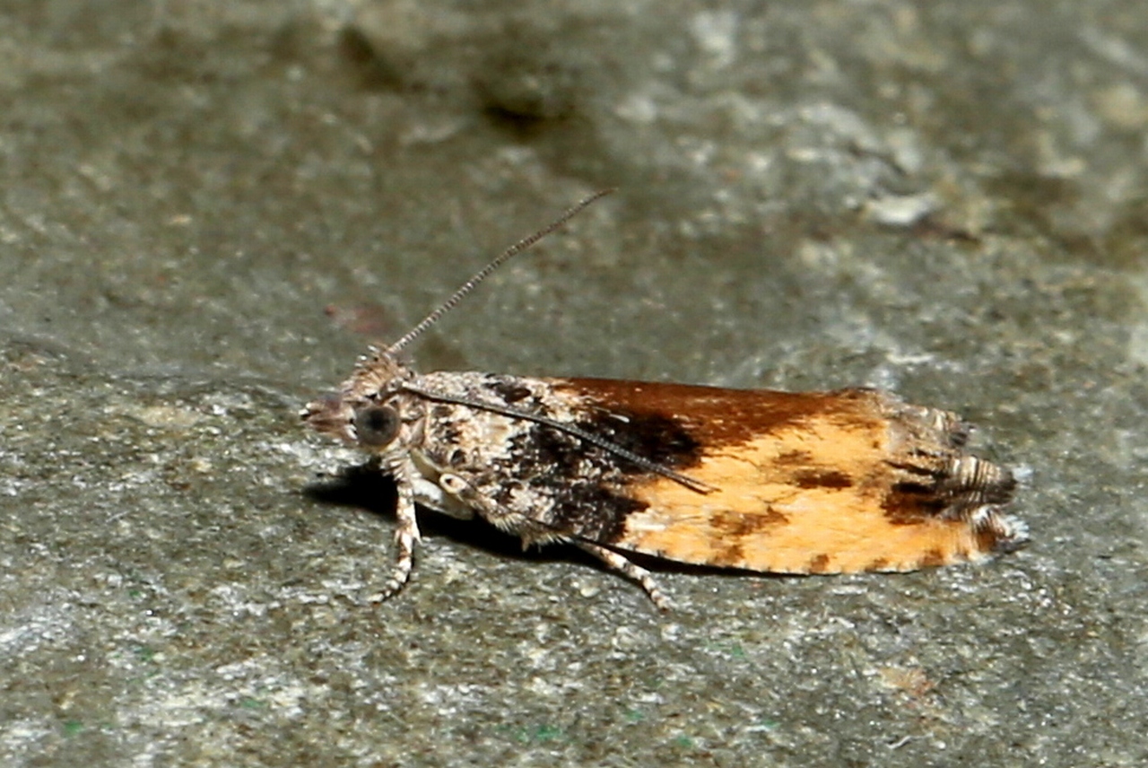 Epinotia nisella (Clerck, 1759)