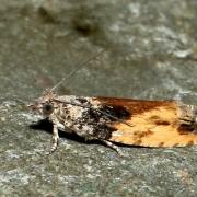 Epinotia nisella (Clerck, 1759)