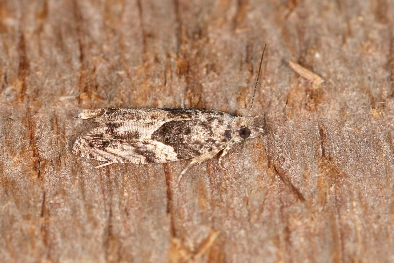 Epinotia nisella (Clerck, 1759) 