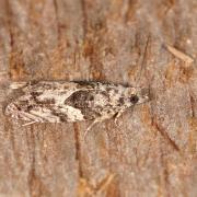 Epinotia nisella (Clerck, 1759) 