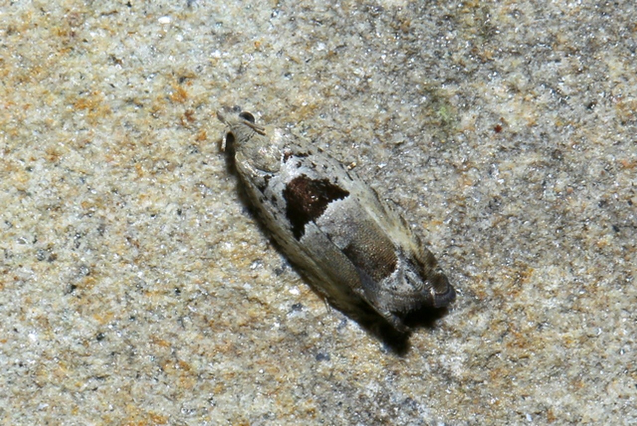 Epinotia ramella (Linnaeus, 1758) 