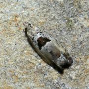 Epinotia ramella (Linnaeus, 1758) 