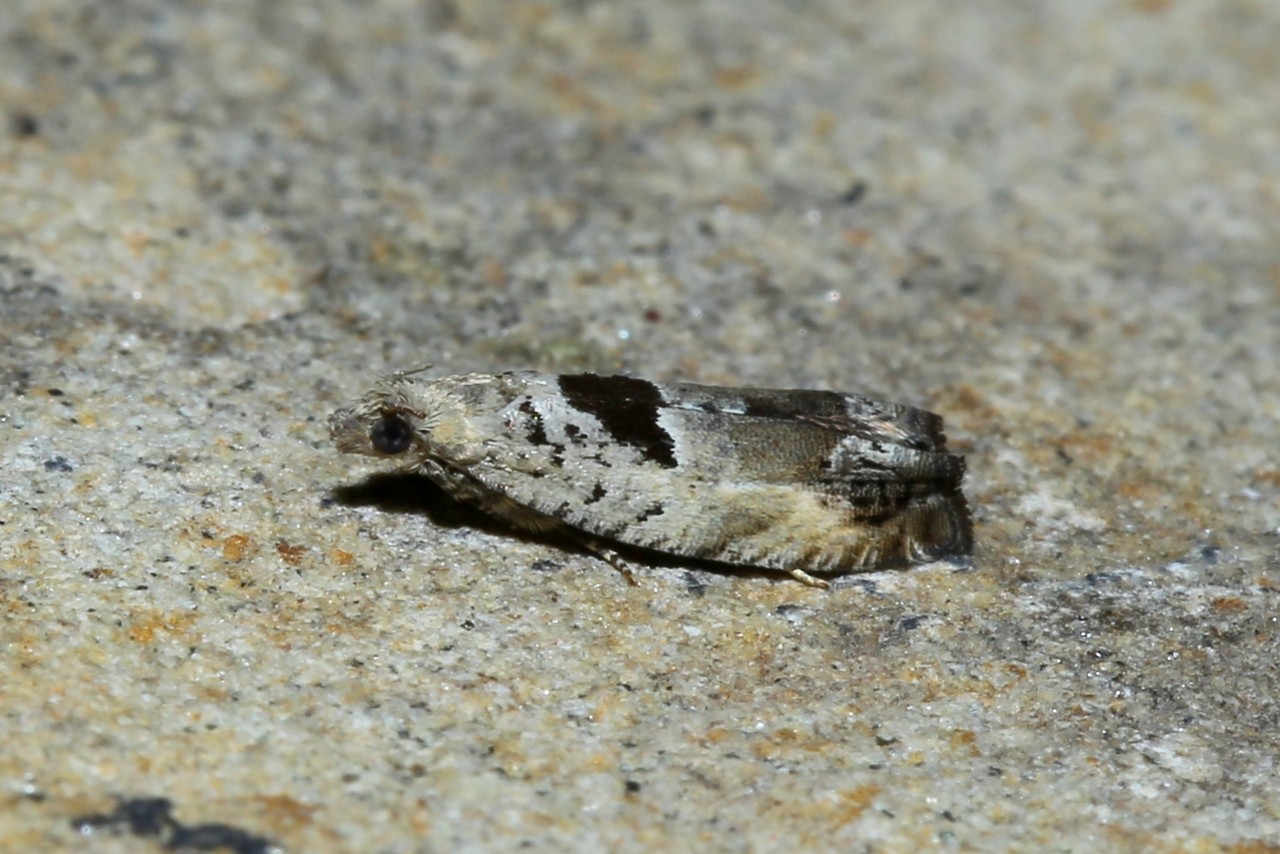 Epinotia ramella (Linnaeus, 1758) 