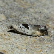 Epinotia ramella (Linnaeus, 1758) 