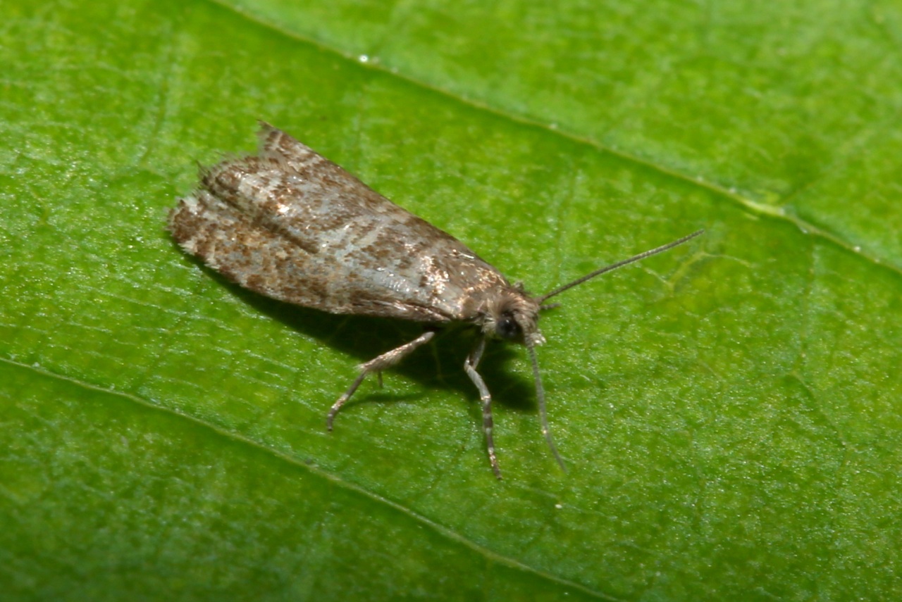 Epinotia tedella (Clerck, 1759) - Tordeuse des Aiguilles de l'Epicéa