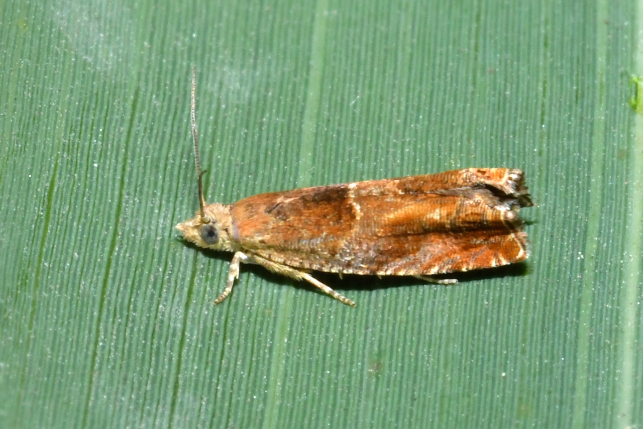 Epinotia tenerana (Denis & Schiffermüller, 1775)