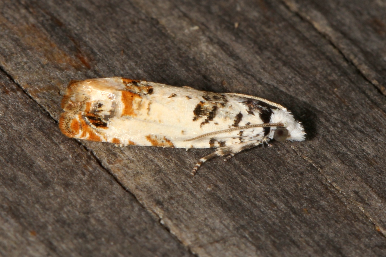 Eucosma campoliliana (Denis & Schiffermüller, 1775)