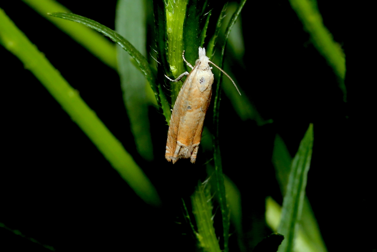 Eucosma conterminana (Guenée, 1845) - Tordeuse des Laitues