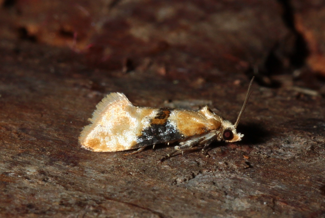 Eupoecilia ambiguella (Hübner, 1796) - Cochylis de la Vigne