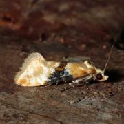 Eupoecilia ambiguella (Hübner, 1796) - Cochylis de la Vigne