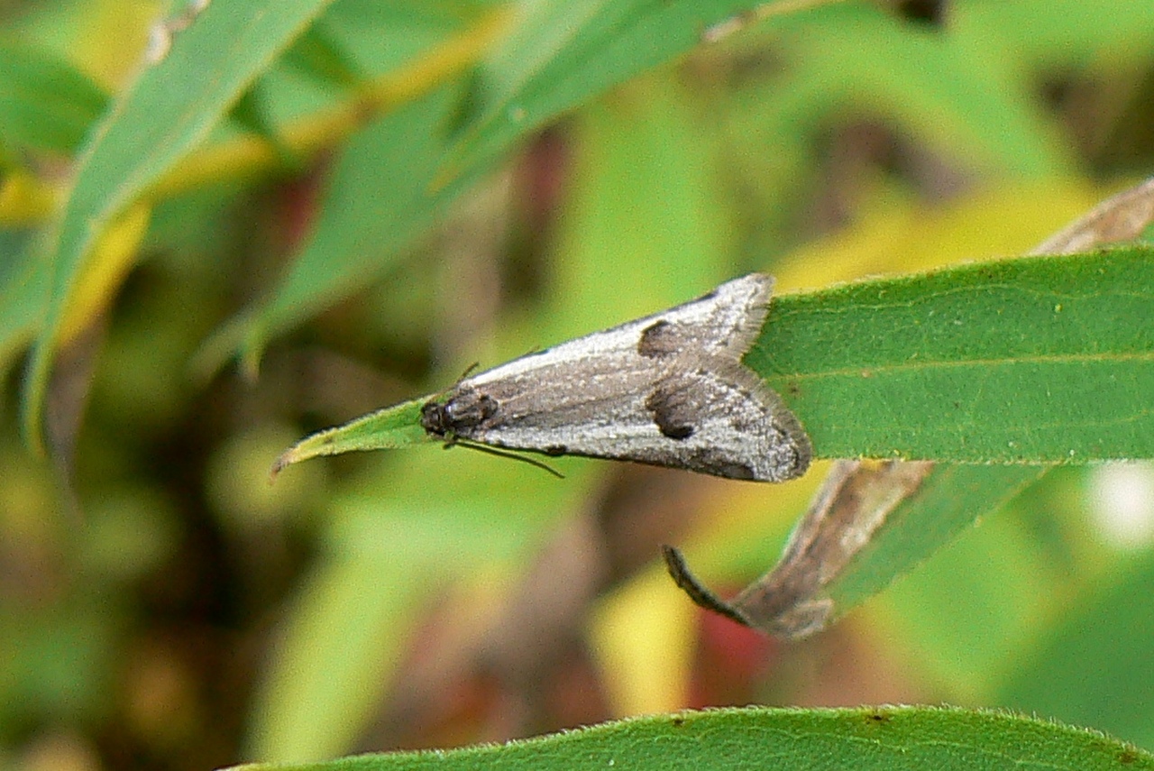 Exapate congelatella (Clerck, 1759) (mâle)