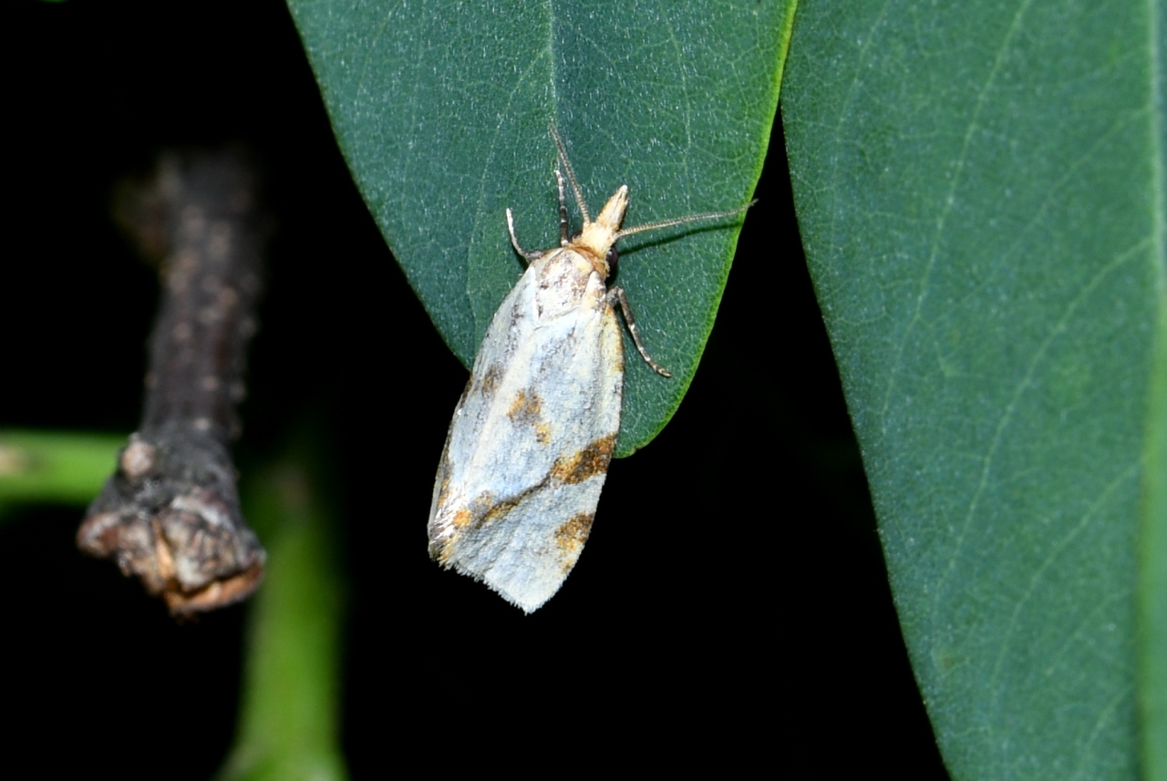 Fulvoclysia nerminae Koçak, 1982