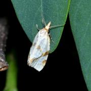 Fulvoclysia nerminae Koçak, 1982