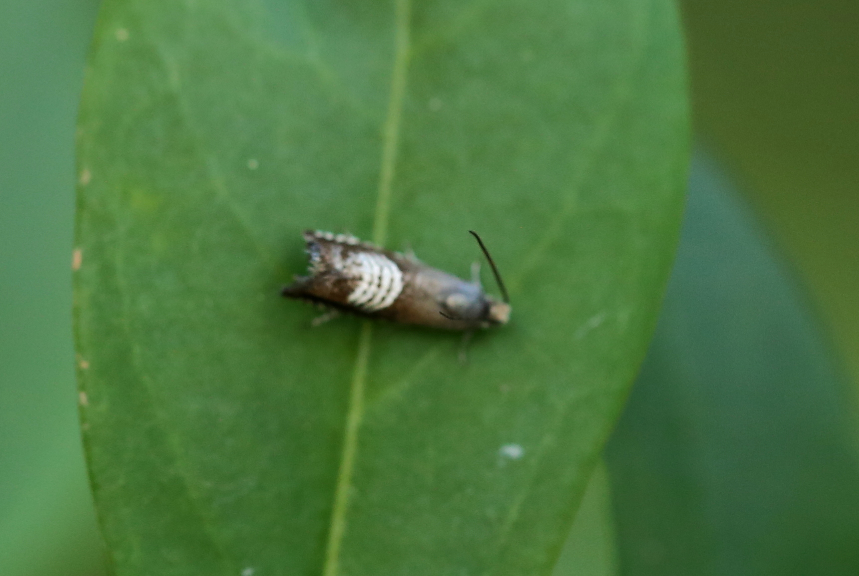 Grapholita compositella (Fabricius, 1775)