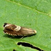 Grapholita delineana Walker, 1863