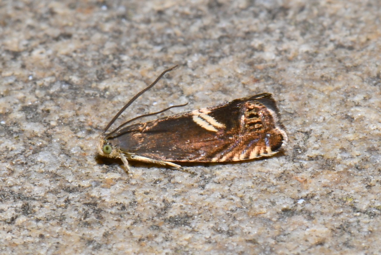 Grapholita discretana Wocke, 1861