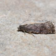 Grapholita funebrana Treischke, 1835 - Carpocapse des Prunes