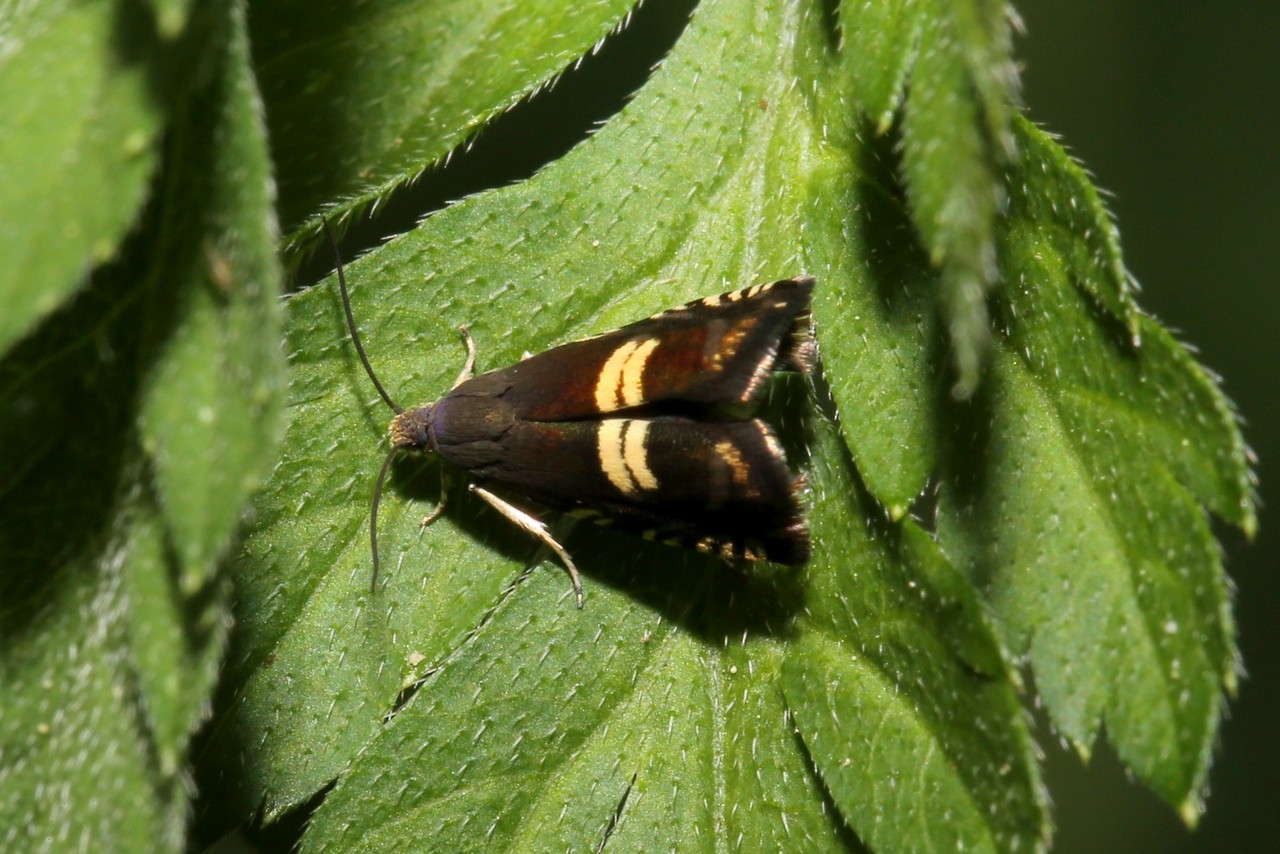 Grapholita cf pallifrontana 