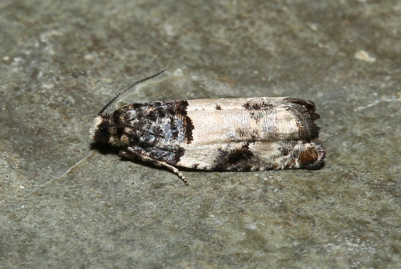 Gypsonoma sociana (Haworth, 1811)