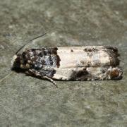 Gypsonoma sociana (Haworth, 1811)