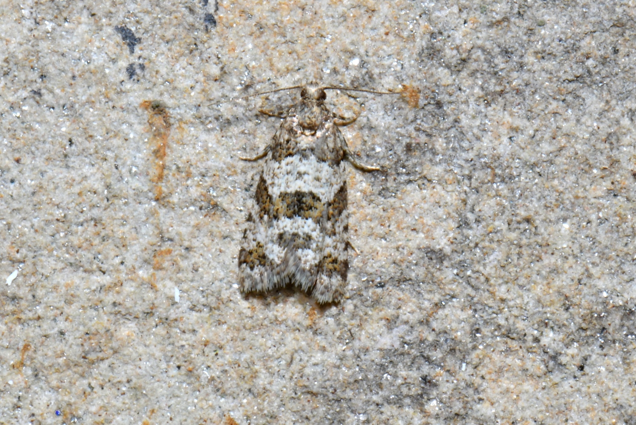 Isotrias rectifasciana (Haworth, 1811)