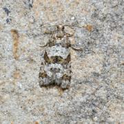 Isotrias rectifasciana (Haworth, 1811)