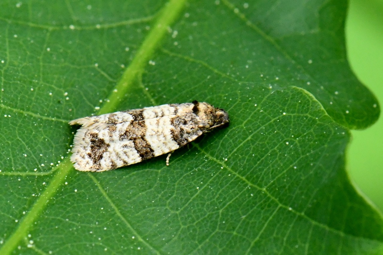 Isotrias rectifasciana (Haworth, 1811) 