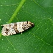 Isotrias rectifasciana (Haworth, 1811) 