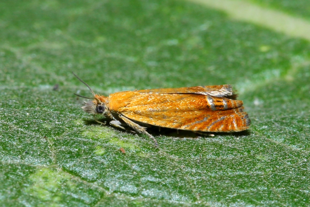 Lathronympha strigana (Fabricius, 1775)