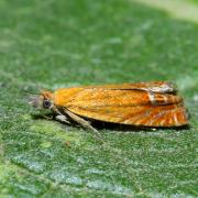 Lathronympha strigana (Fabricius, 1775)