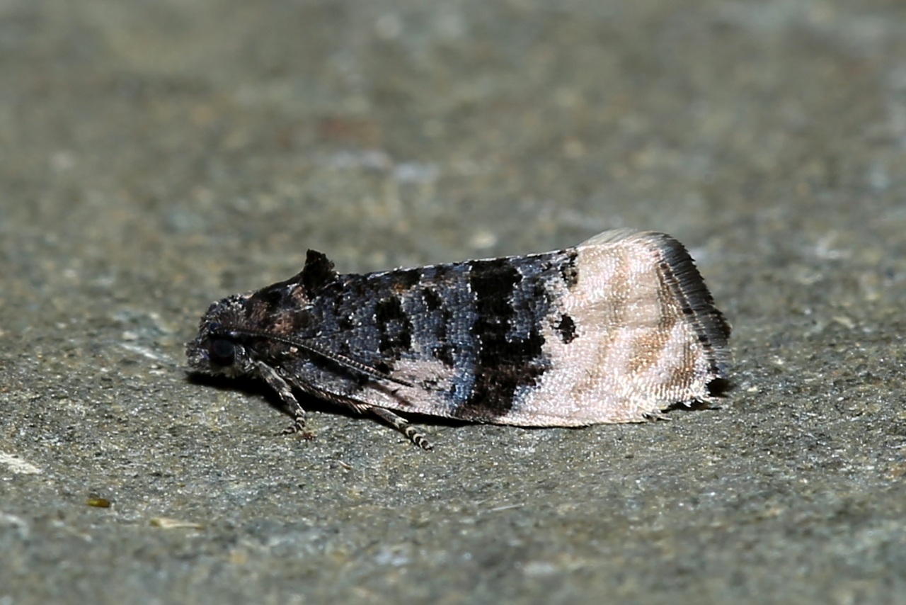 Metendothenia atropunctana (Zetterstedt, 1839)