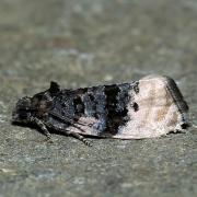 Metendothenia atropunctana (Zetterstedt, 1839)