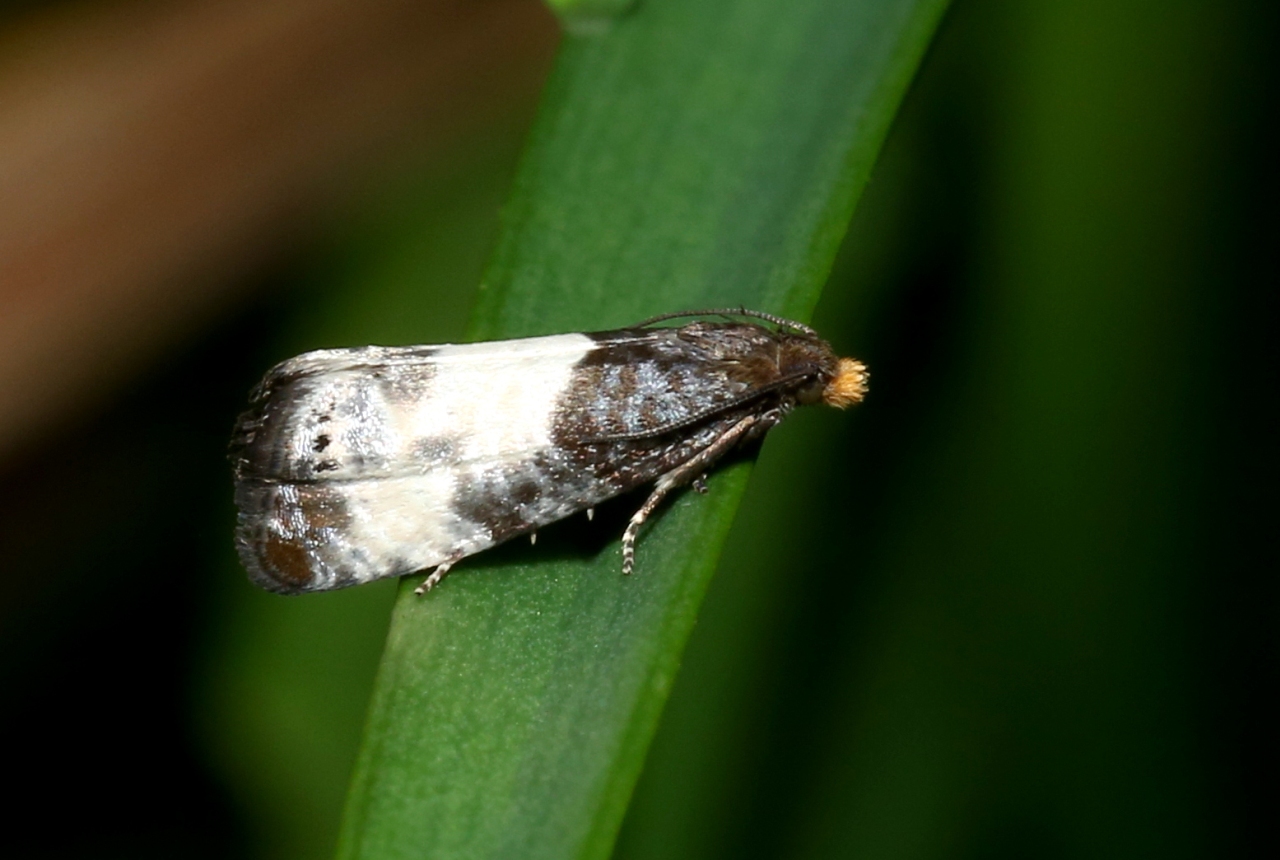 Notocelia cynosbatella (Linnaeus, 1758)