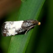 Notocelia cynosbatella (Linnaeus, 1758)