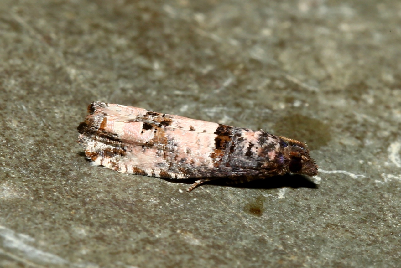 Notocelia incarnatana (Hübner, 1800) 