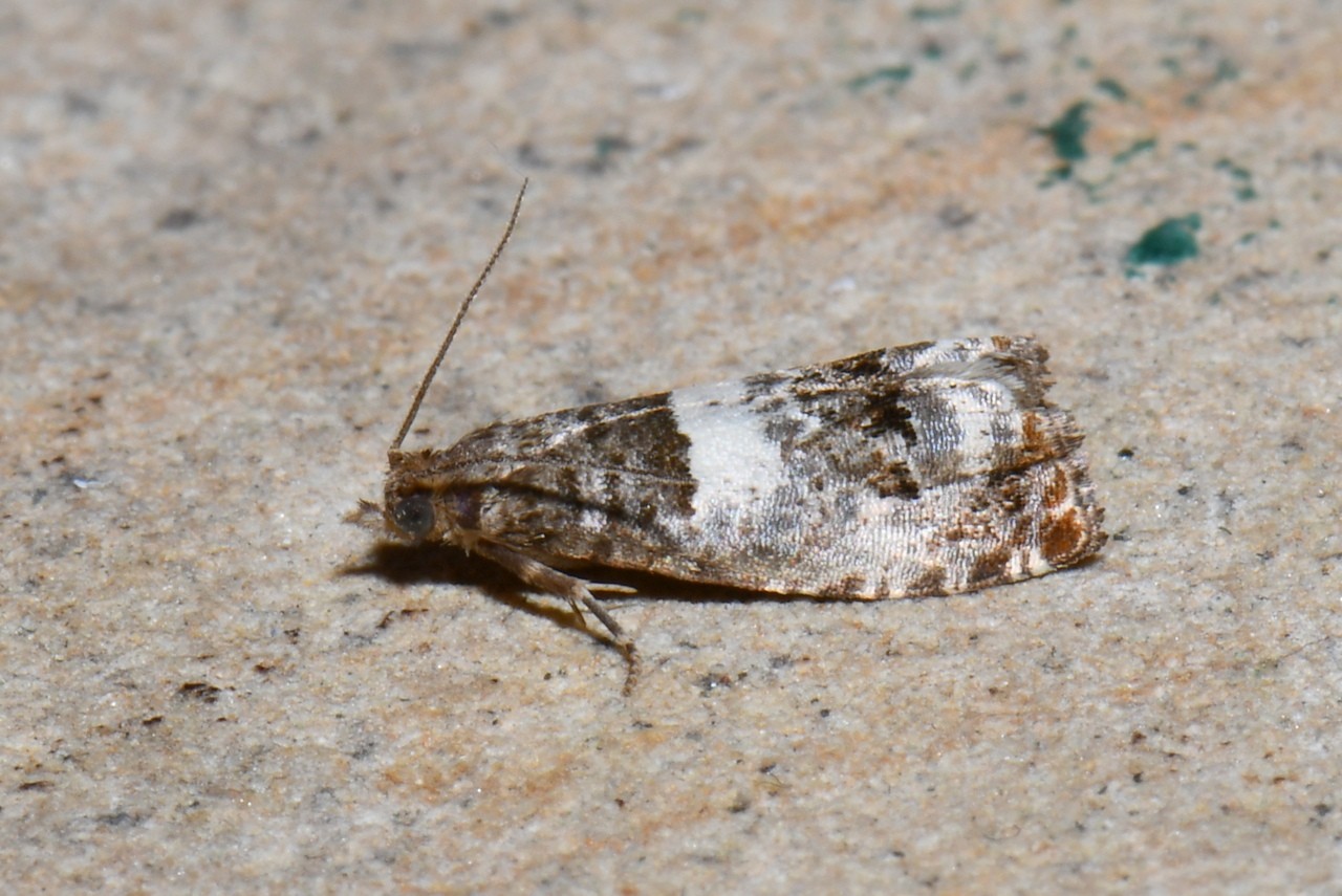 Notocelia trimaculana (Haworth, 1811)